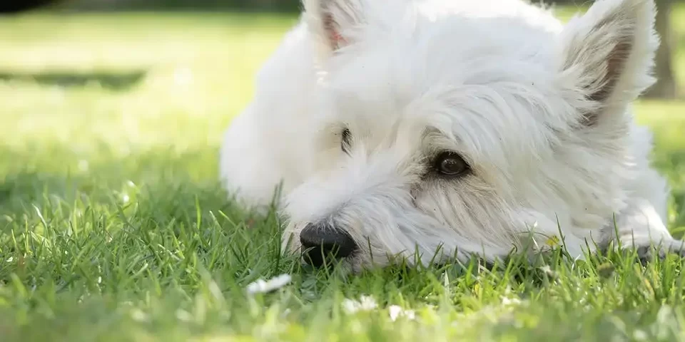 Kiskutya Kiskutya